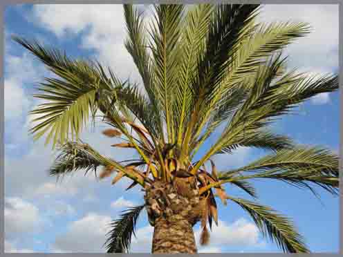 Menorca palm